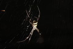 Argiope aetherea