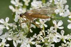 Empis digramma