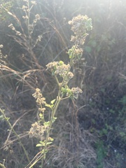 Sida cordifolia