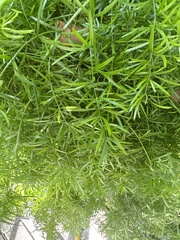 Asparagus