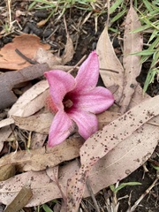Brachychiton discolor