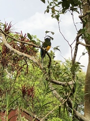Trogon viridis