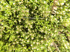 Baccharis magellanica