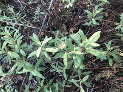 Crocanthemum corymbosum