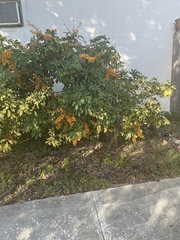 Senna surattensis