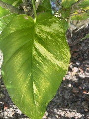 Epipremnum