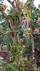 Trogon viridis