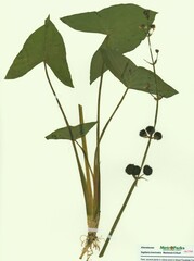 Sagittaria brevirostra