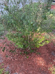 Myrcianthes fragrans