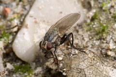 Anthomyia