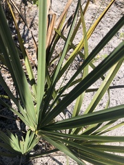Serenoa repens