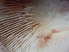 Paxillus obscurisporus image