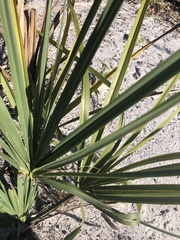 Serenoa repens