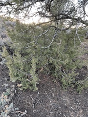 Juniperus monosperma