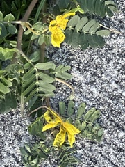 Tribulus cistoides