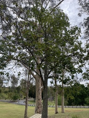 Brachychiton discolor