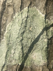 Pertusaria sinusmexicani