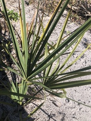 Serenoa repens