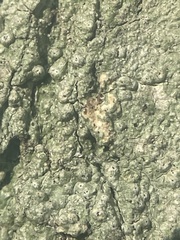 Pertusaria sinusmexicani