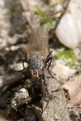 Anthomyia