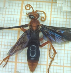 Tachypompilus