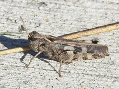 Encoptolophus costalis