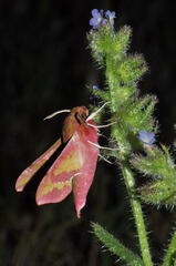 Deilephila porcellus
