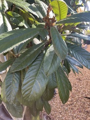 Eriobotrya japonica