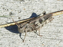 Encoptolophus costalis