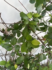 Malpighia emarginata