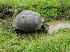 Chelonoidis niger