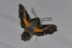 Proserpinus proserpina