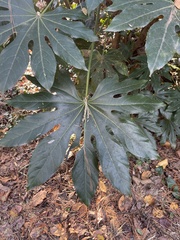 Fatsia japonica