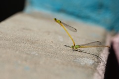 Ceriagrion coromandelianum