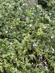 Jasminum fluminense