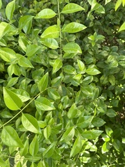 Zanthoxylum clava-herculis