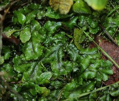 Marchantia polymorpha polymorpha