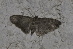 Eupithecia virgaureata