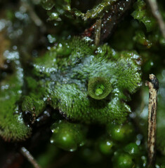 Marchantia polymorpha polymorpha