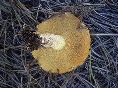 Suillus kaibabensis