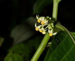 Solanum anceps