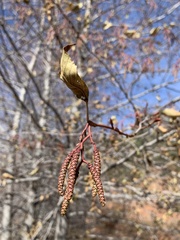 Alnus oblongifolia