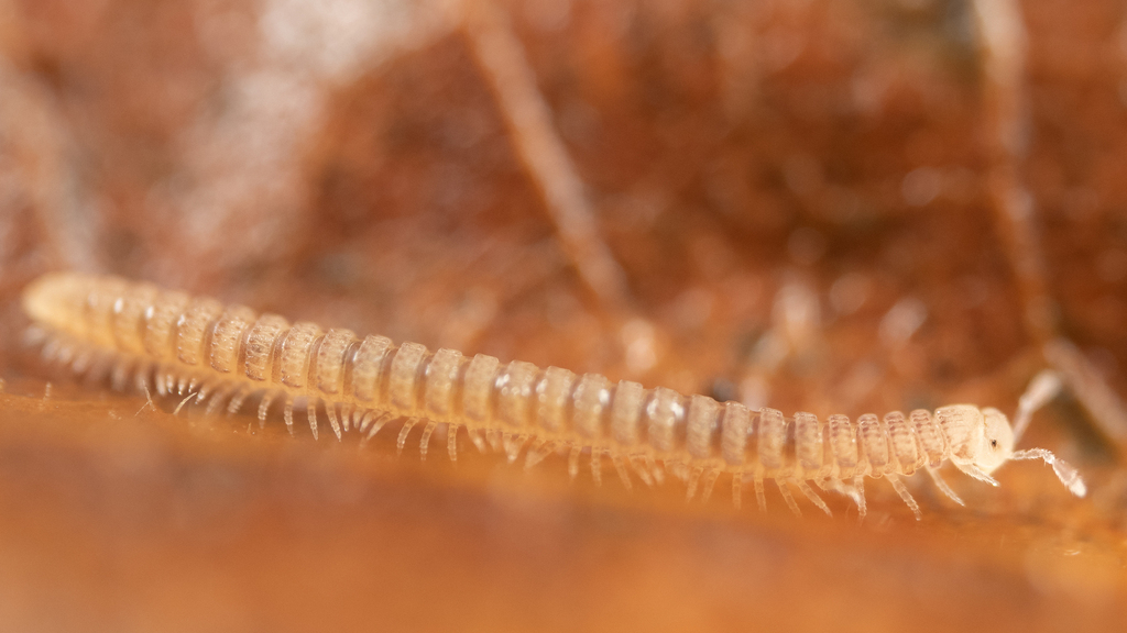 Lamparia bentonensis