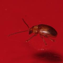 Eucolaspis