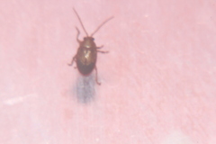 Eucolaspis