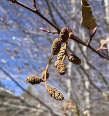 Alnus oblongifolia