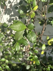 Myrcianthes fragrans