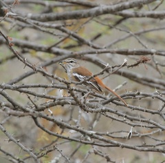 Cercotrichas leucophrys