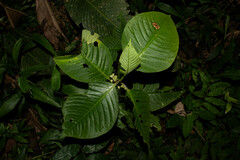 Solanum anceps
