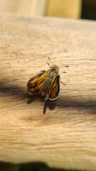 Hylephila fasciolata